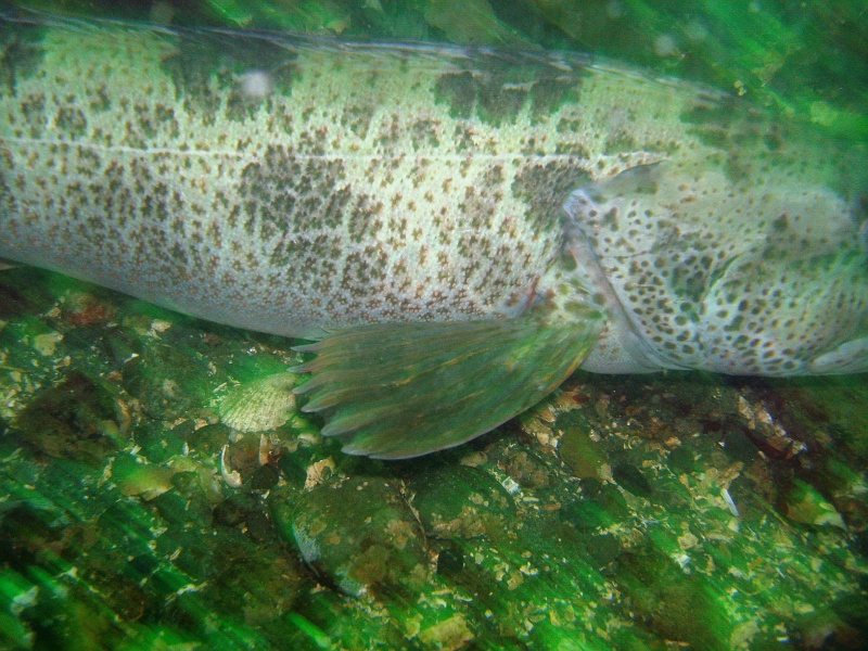DSC02515 Texture and fin details of the same lingcod.