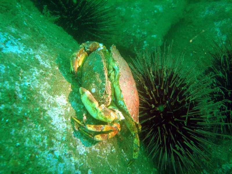 DSC02637 Two crabs are mating just close to a sea urchin.
