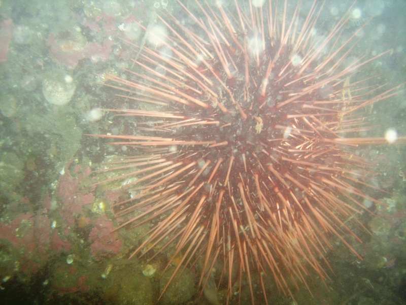 DSC02652 A red sea urchin.