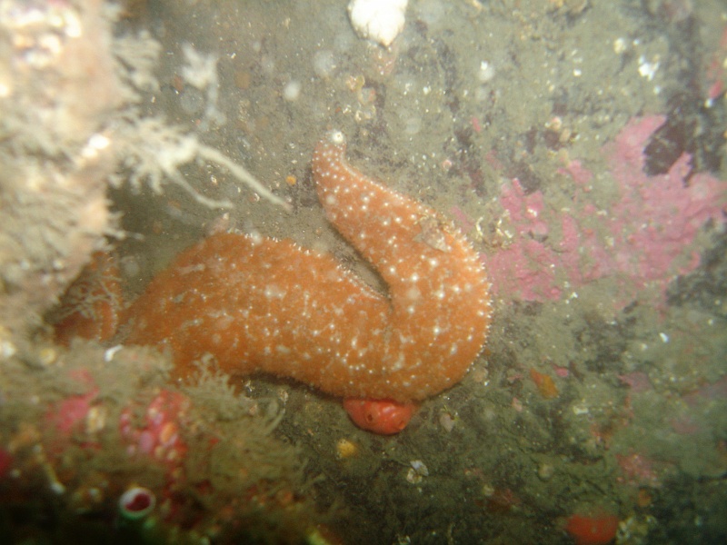 DSC02659 A partially hidden starfish is eating a tunicate.