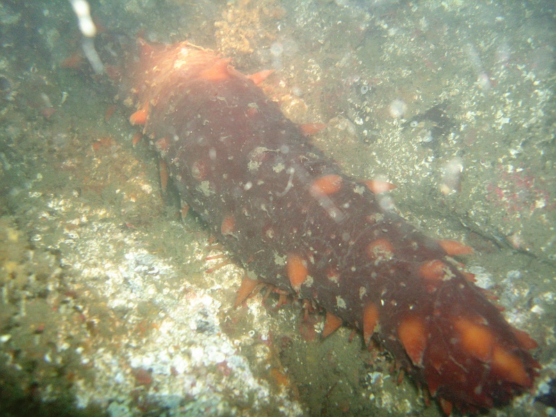 DSC02662 A squishy sea cucumber.