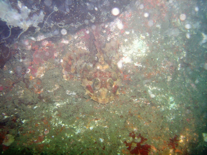 DSC02664 A rockfish is hiding against the floor.